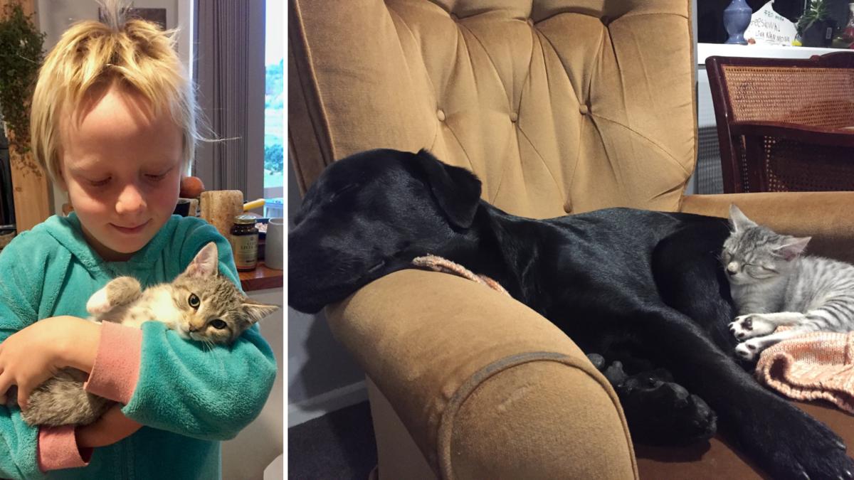 Foster kitten in household with dog and kids