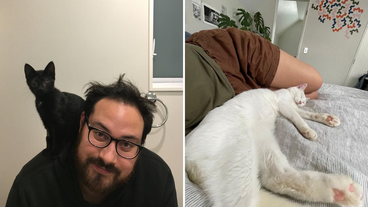 SPCA cats happy in their foster home