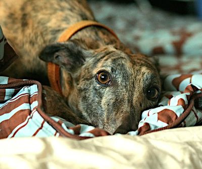 Injuries on greyhound racetrack reiterates SPCA’s call to end ‘inherently dangerous’ commercial greyhound racing once and for all 