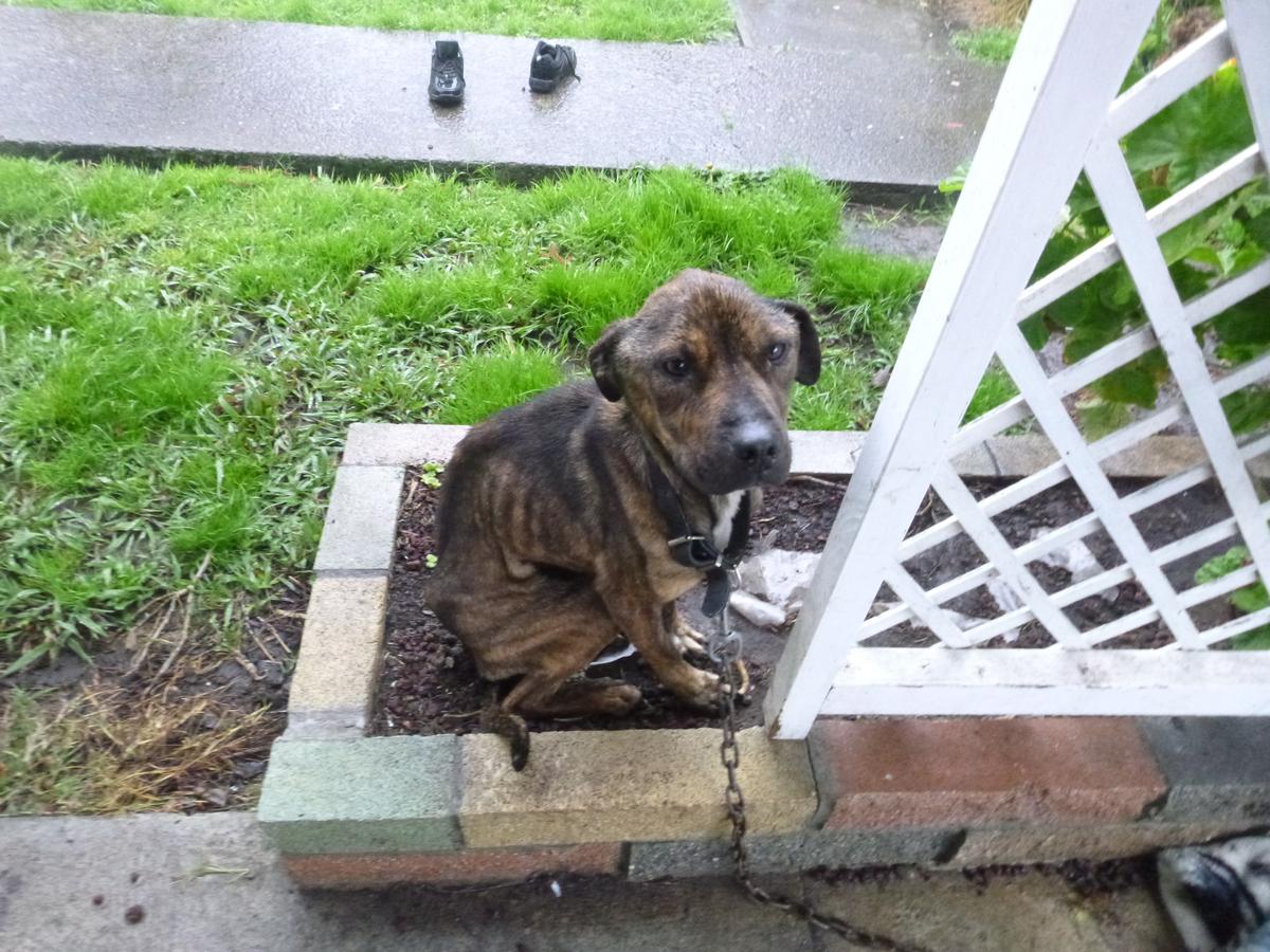 SPCA prosecution: Man jailed after neglecting his two dogs