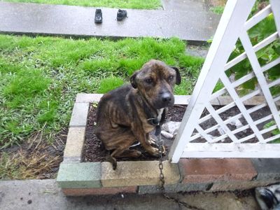 SPCA prosecution: Man jailed after neglecting his two dogs