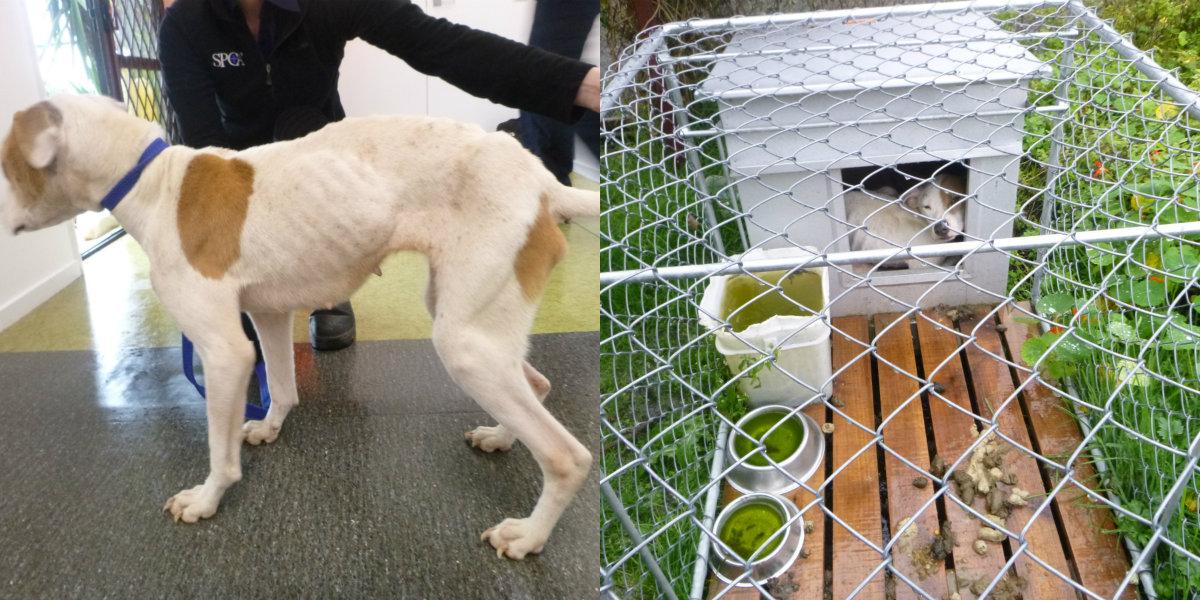 Tank and Sass before