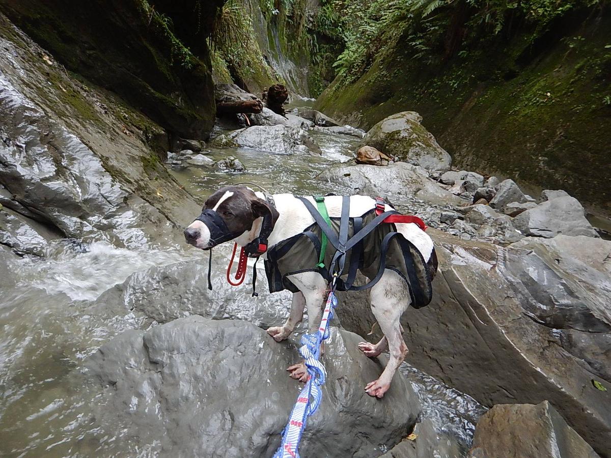 Helping animals in crisis – life as a technical rescue coordinator