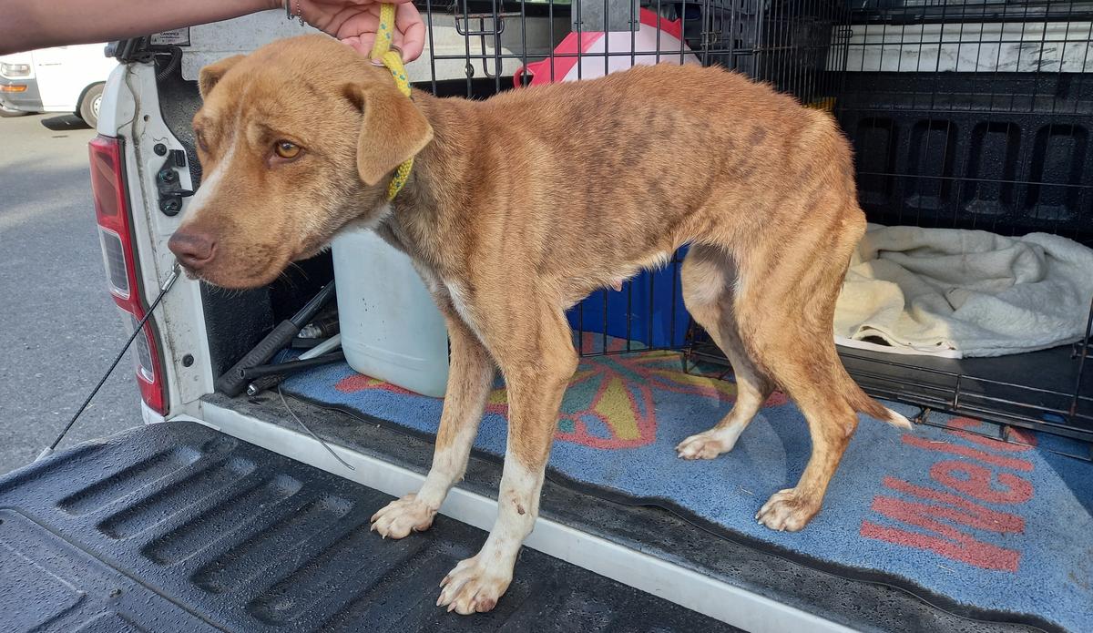 From rescued to rehomed: Nala's story