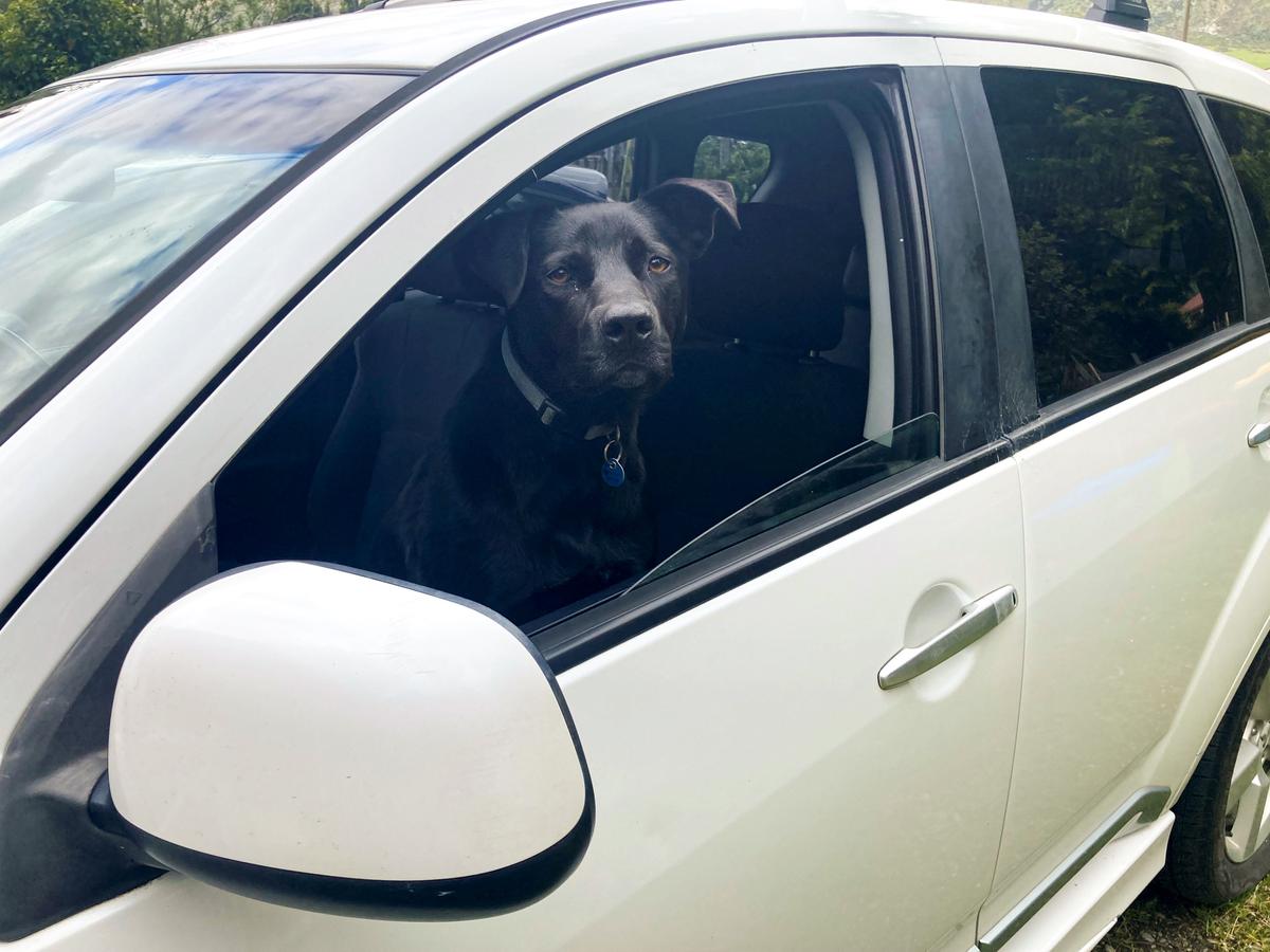 SPCA appealing to owners not to leave dogs in cars during sizzling summer