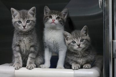 Kittens Available For Adoption - Renwick