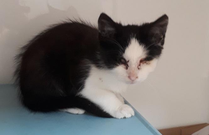 Sick kitten