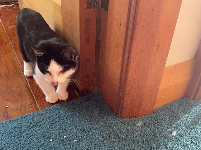 Kitten exploring her new home