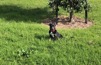 Success Story: Bowie