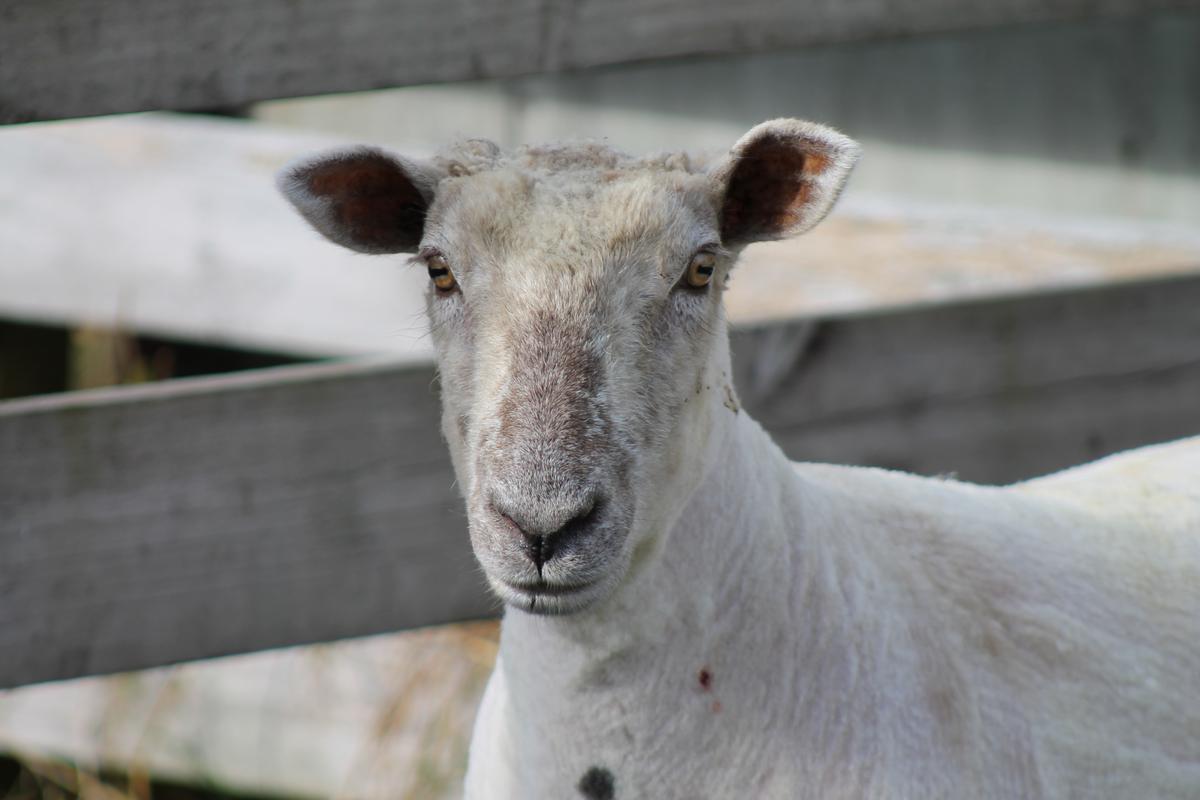 Counting sheep – revealing the truth about our woolly friends