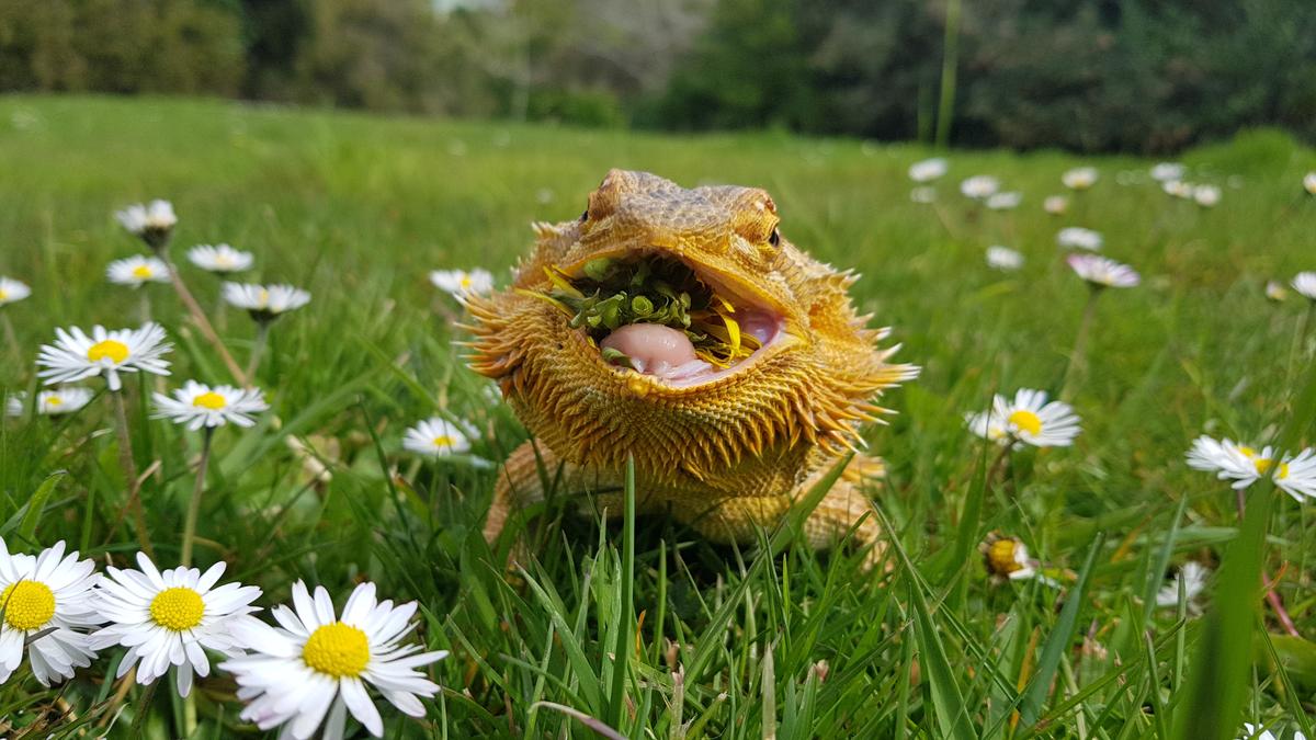 I'm thinking of adopting... a bearded dragon