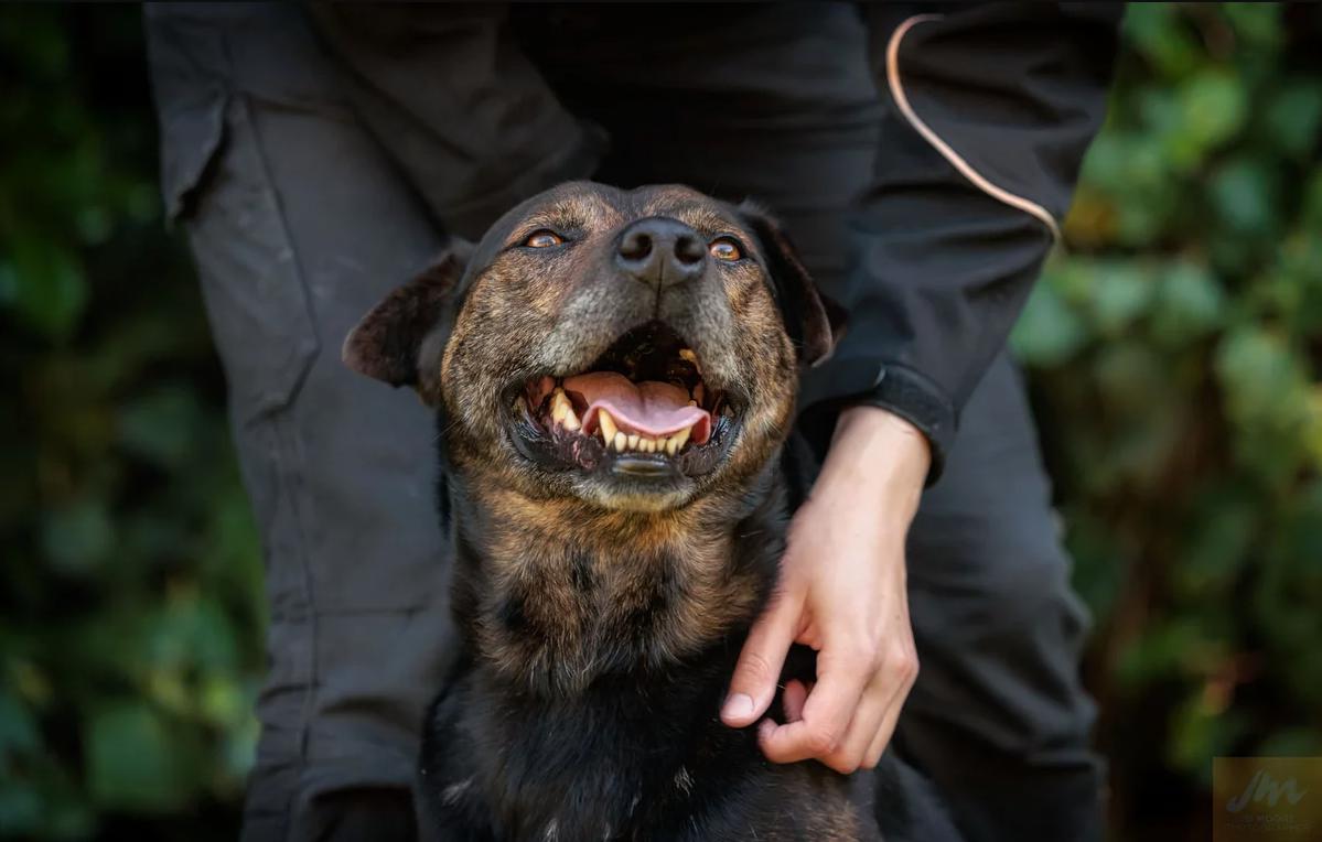 Five ways you helped animals in 2022