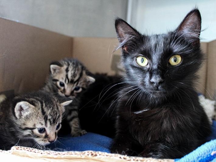 Stray cat with unwanted kittens