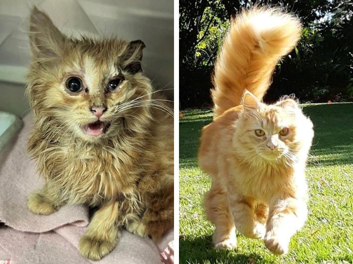 Burn injuries on cat, reocvered