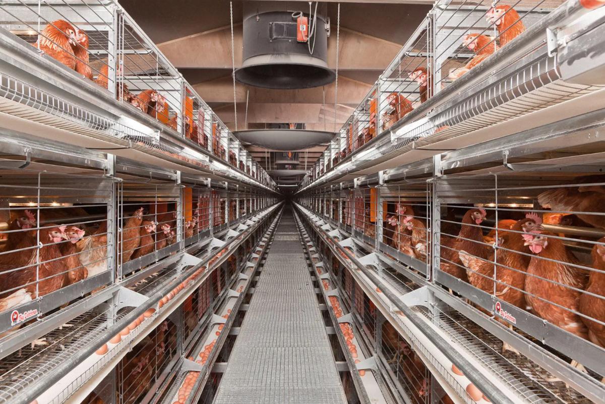 Colony cages: the struggle continues for chickens