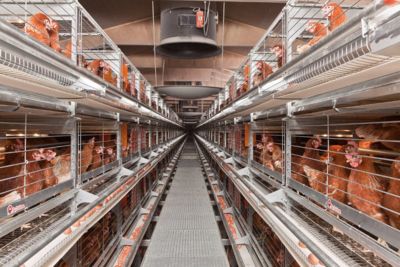 Colony cages: the struggle continues for chickens