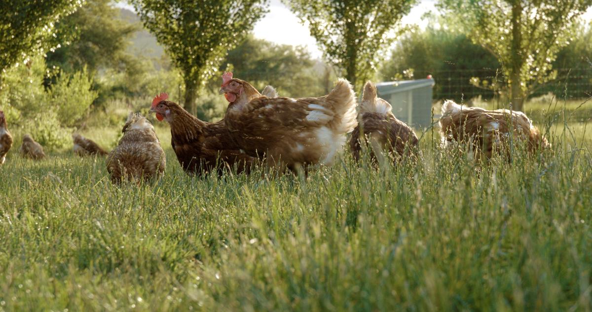Free range layer hens for SPCA Certified