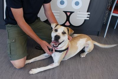 SPCA joins the International Coalition for Animal Welfare