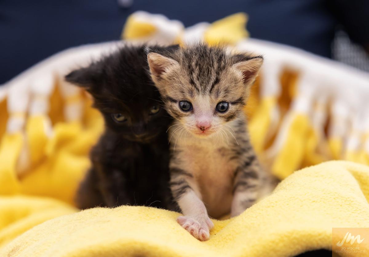 Gallery: Animal Welfare Act