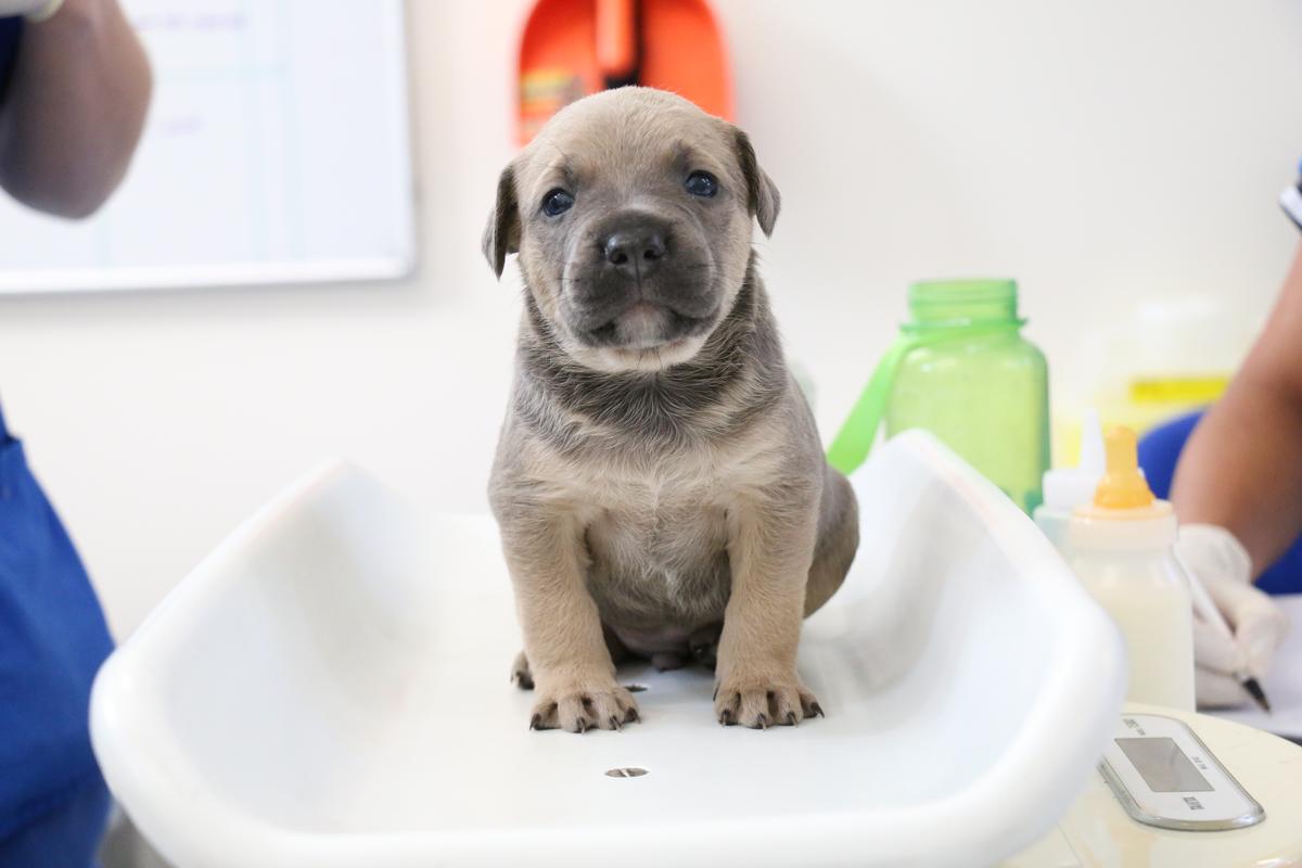 Gallery: Animal Welfare Act