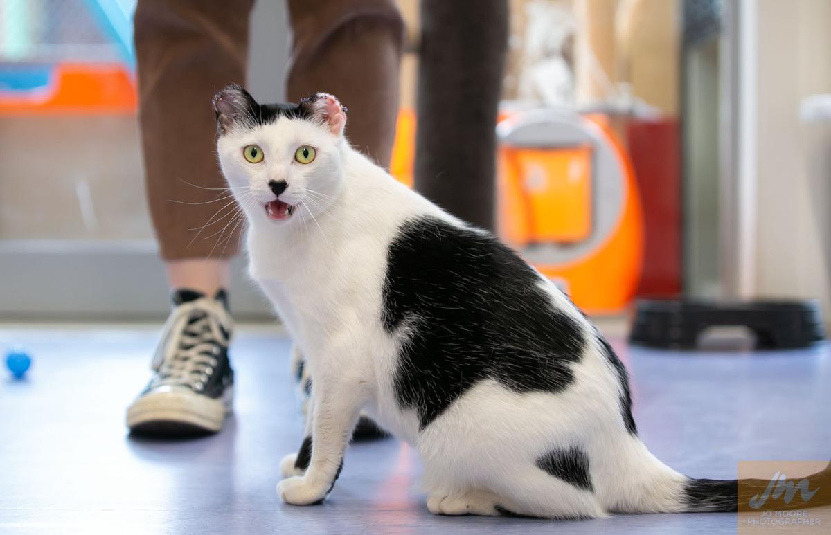 Gallery: Animal Welfare Act