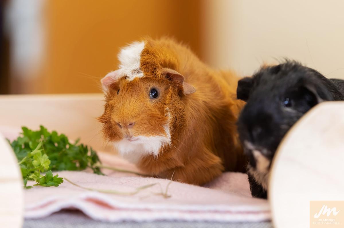 Gallery: Animal Welfare Act