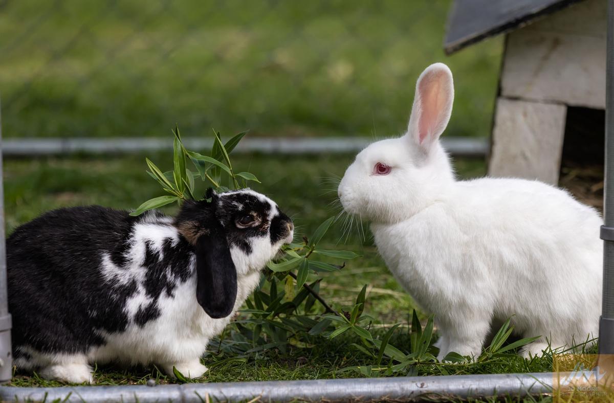 Gallery: Animal Welfare Act