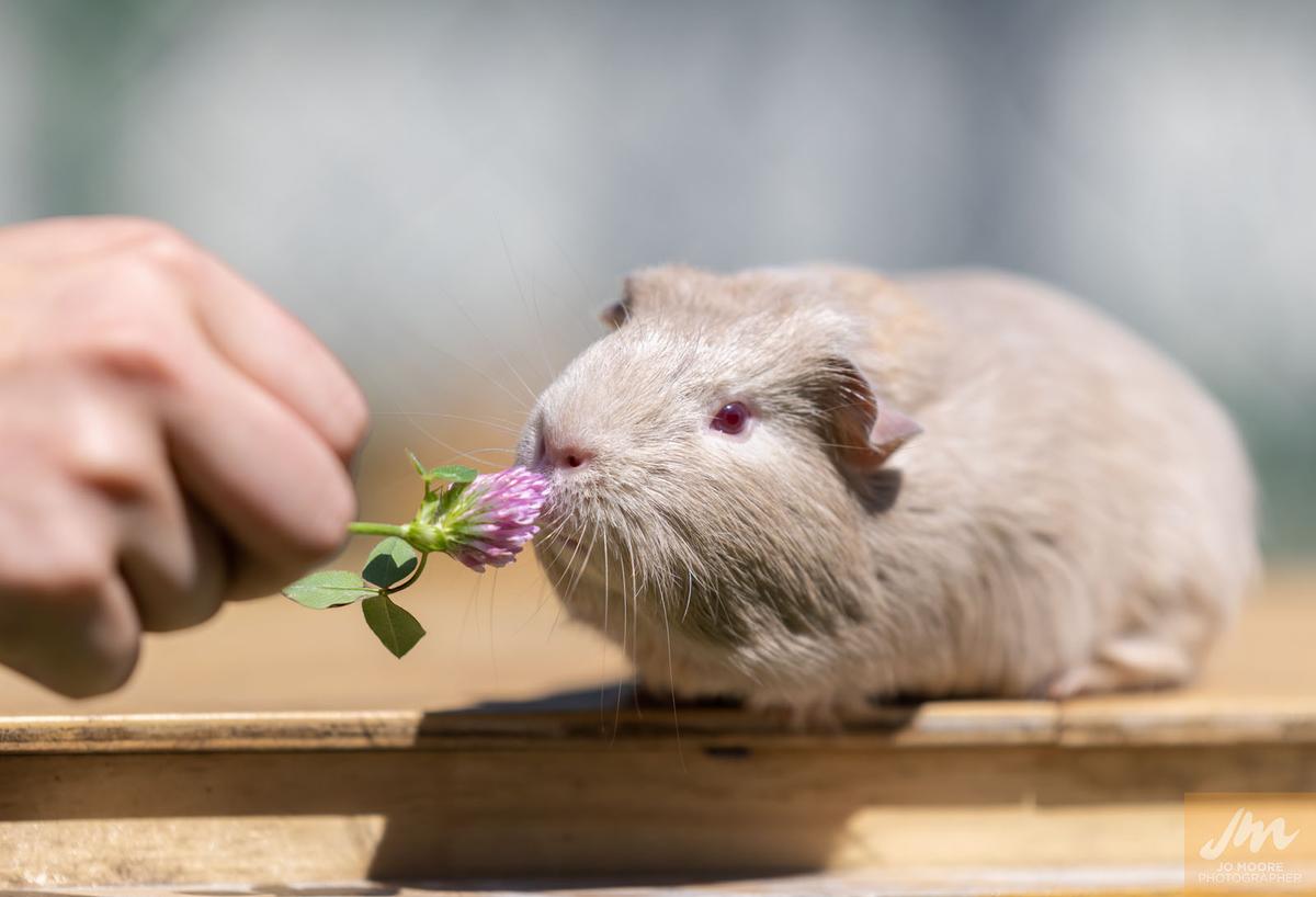 Gallery: Animal Welfare Act