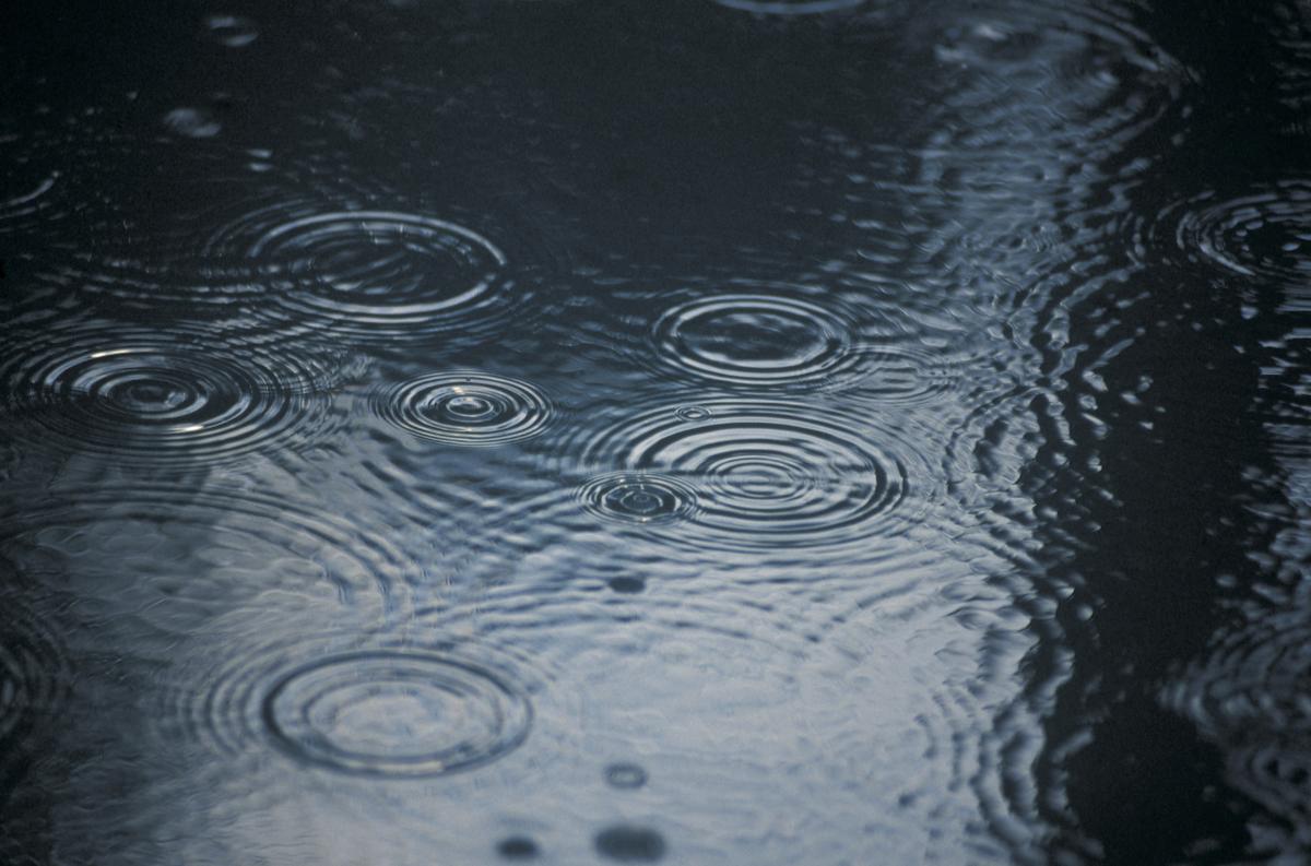 North Island flooding: What pet owners need to know