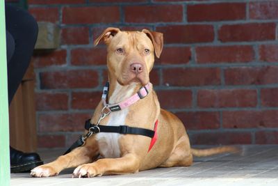 Breaking the Chain - Government announces public consultation on tethering of dogs 