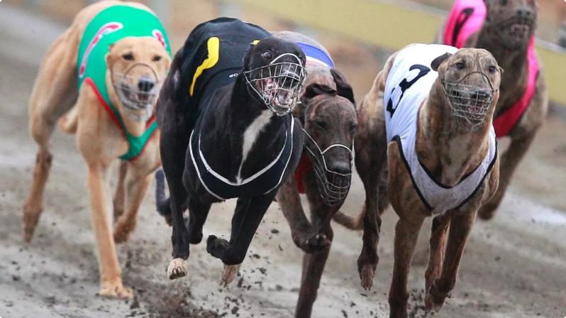 No more chances: SPCA says Government call on greyhound racing should be ‘clear as day’ 