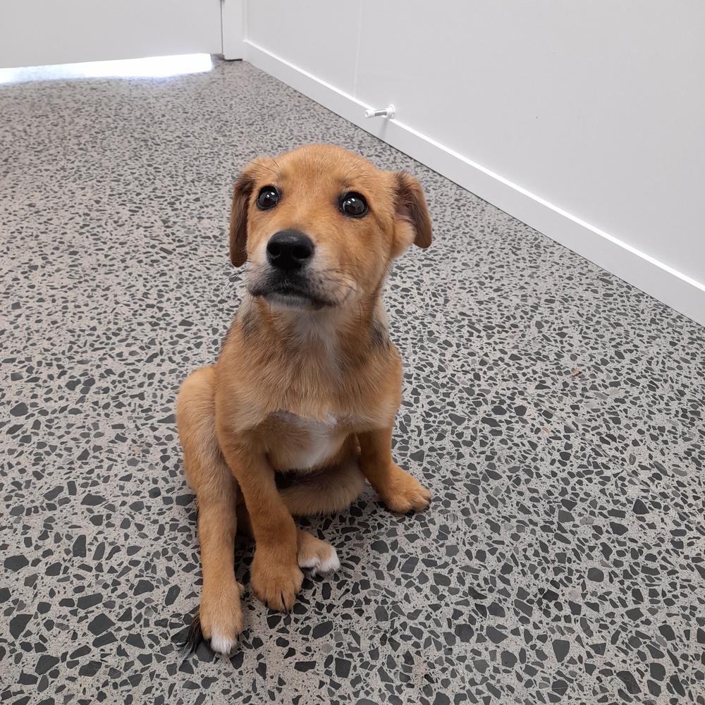 SPCA prosecutes man for failing to treat puppy with multiple fractures