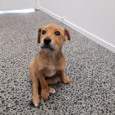 SPCA prosecutes man for failing to treat puppy with multiple fractures