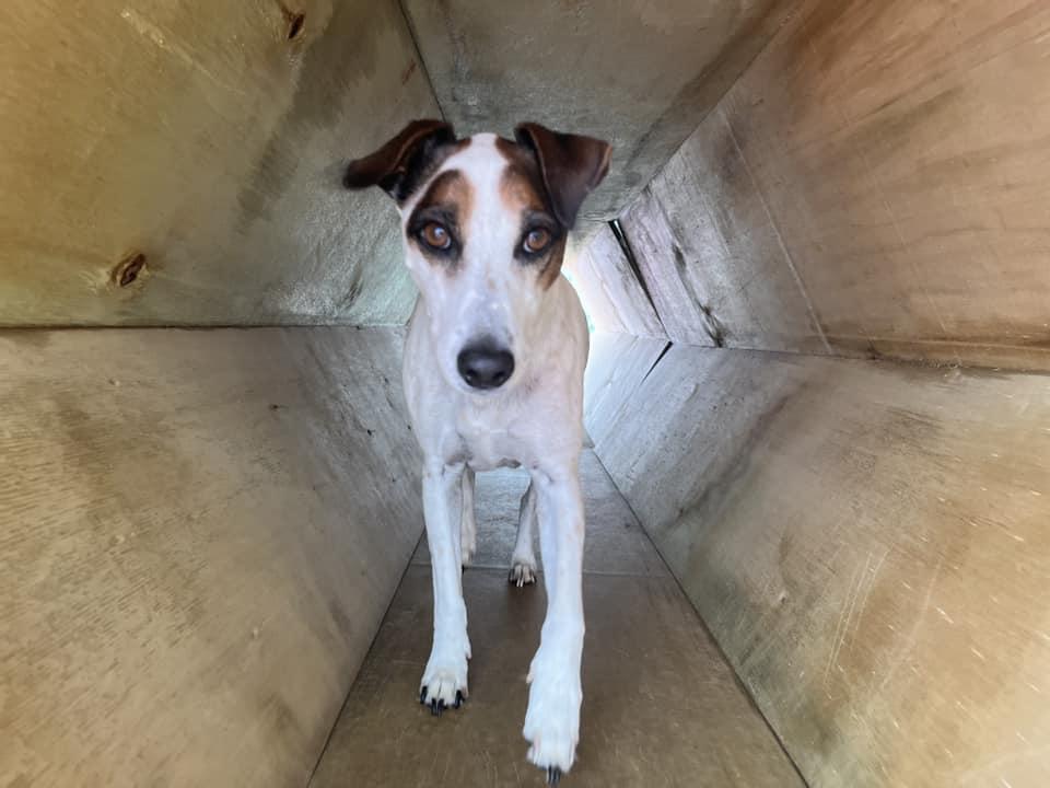 Dog playing at doggy daycare