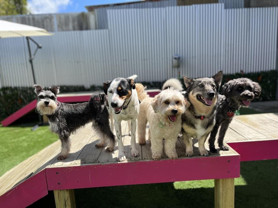 SPCA Certified® welcomes its first doggy daycare member 