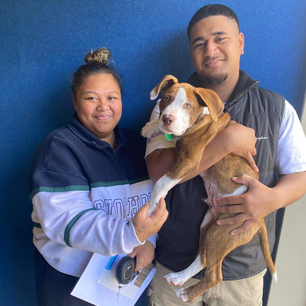 Auckland dog owners receive SPCA support after the flooding