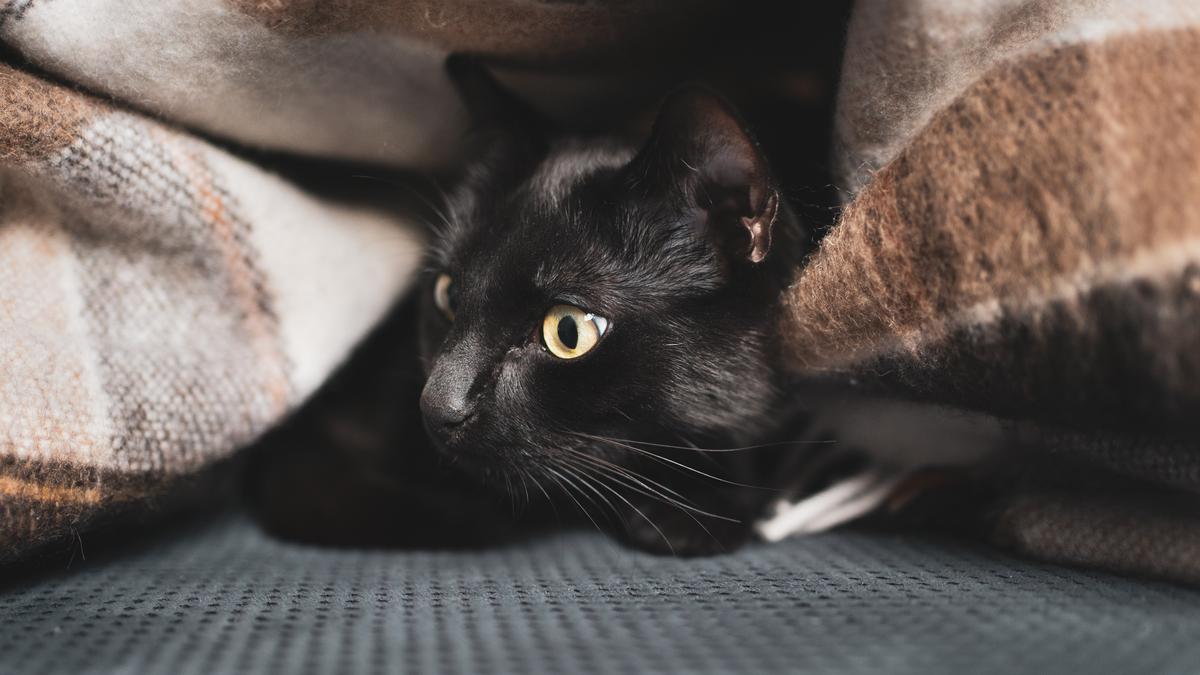 Cyclone Gabrielle - Information for animal owners