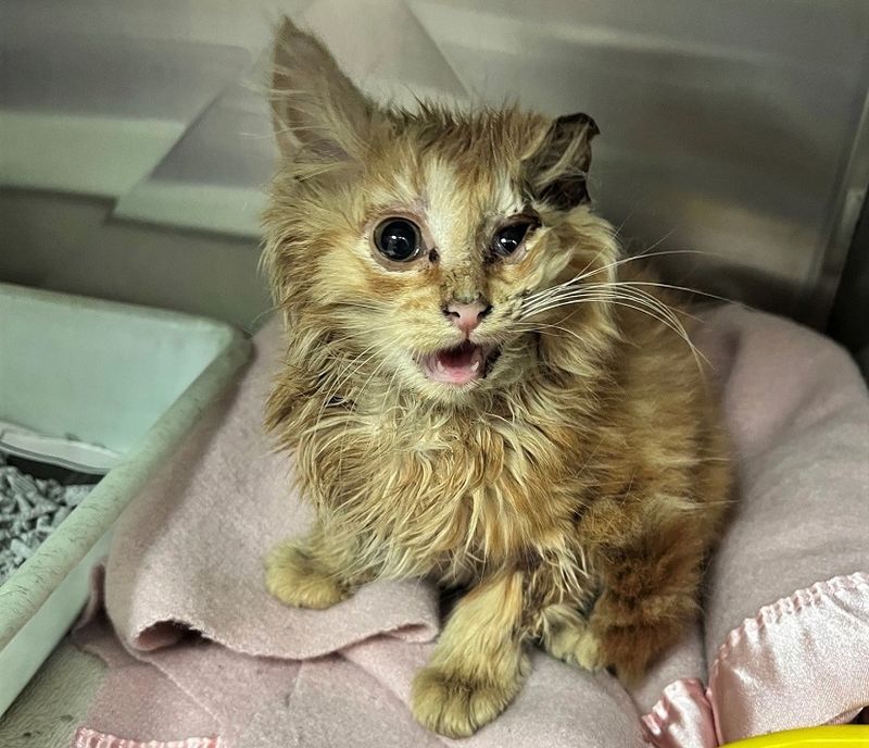 This cat had severe burns, but recovered after receiving treatment from SPCA.