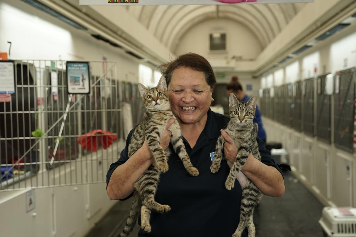 Colleen - Feline Attendant at SPCA