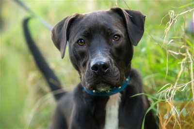 Public consultation: raise your voice for chained dogs in New Zealand