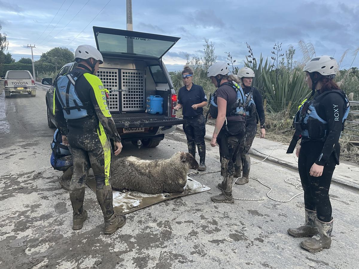 SPCA responds in the wake of Cyclone Gabrielle devastation