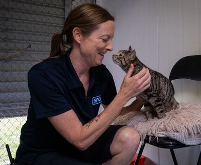 Six month update on SPCA's two-year desexing campaign