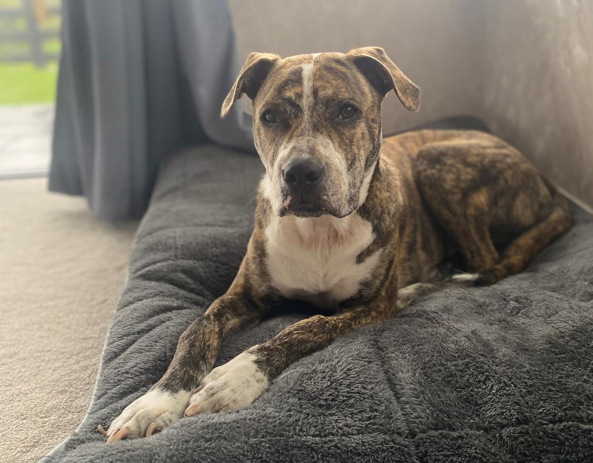 From rescued to rehomed: Hugo's story