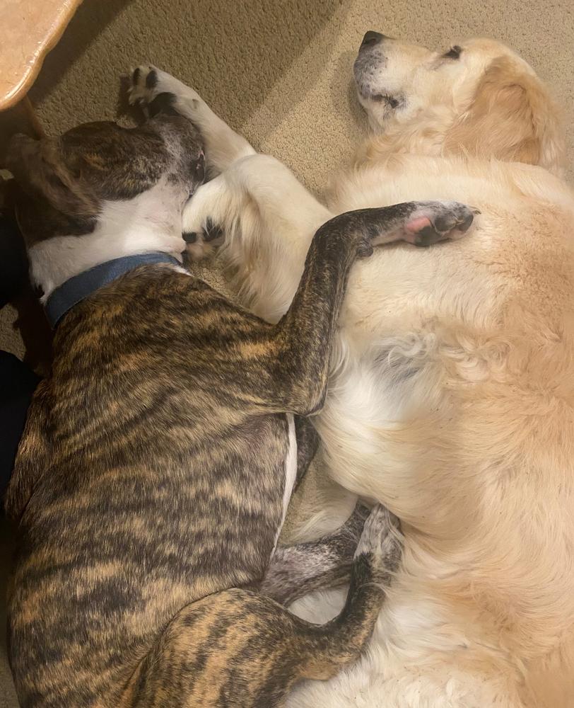 Hugo and Bailey became inseparable.