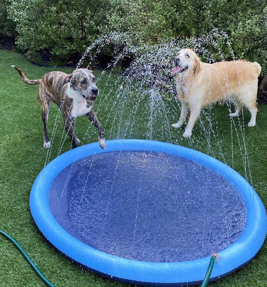 Bailey taught Hugo how to play around water.