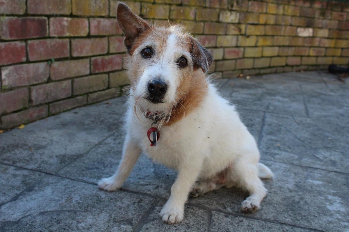 SPCA prosecutes after man stabs elderly dog 