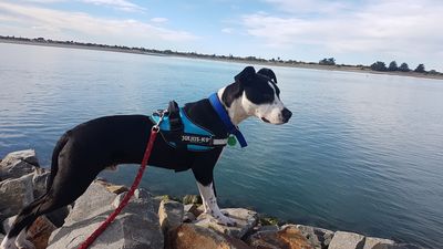 Success Story: Hamlet