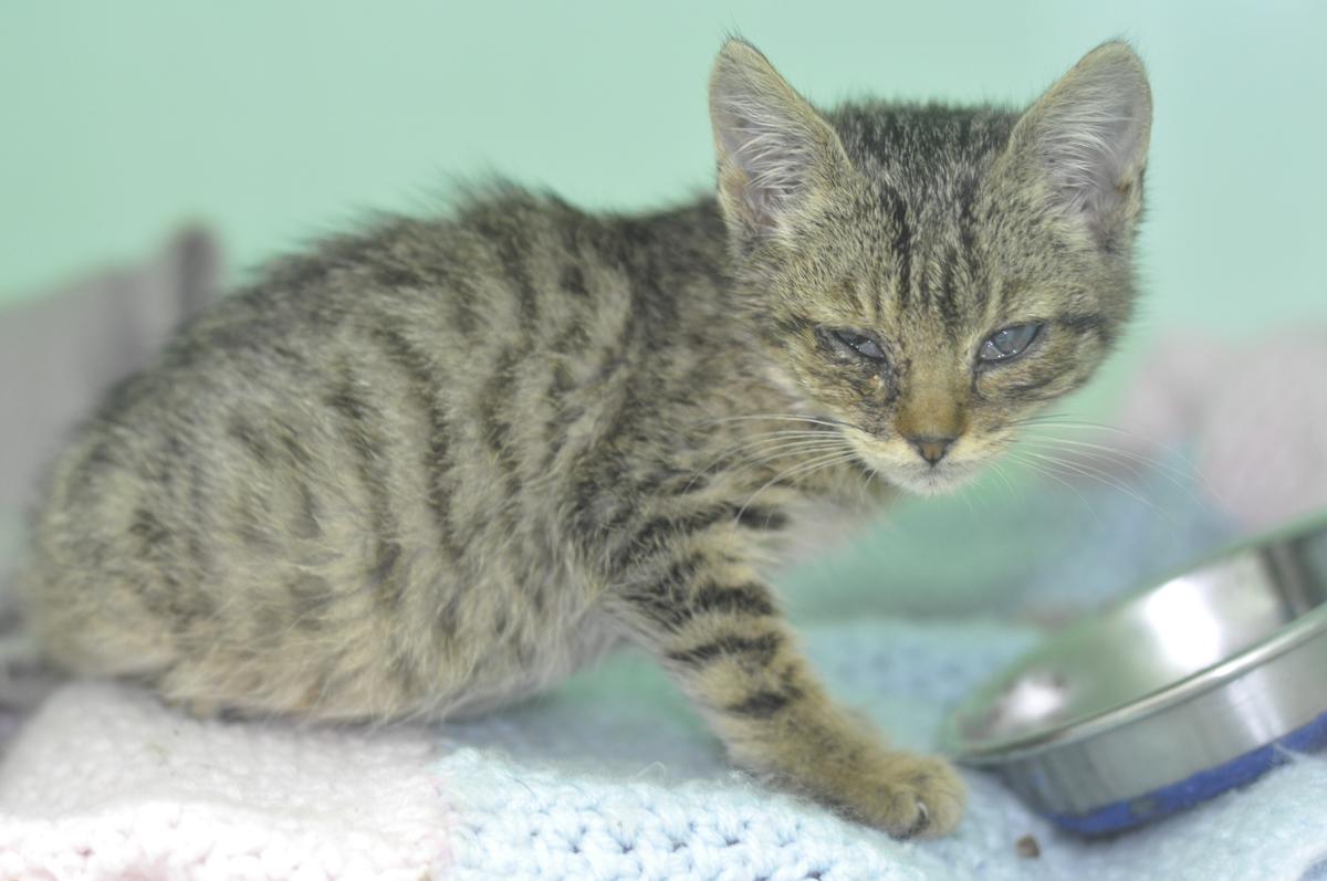 Chance was weak and injured when she first came into our care.