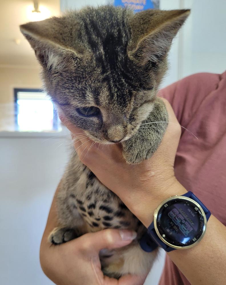 After receiving surgery to remove her damaged eye, Chance began to thrive.