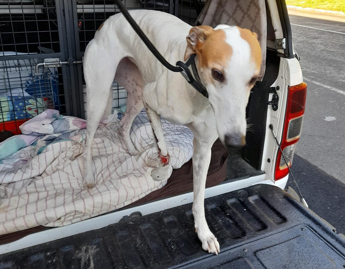 Owner claims spider bite responsible for “traumatic, catastrophic” injury of greyhound’s leg 